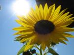 Sommerfest