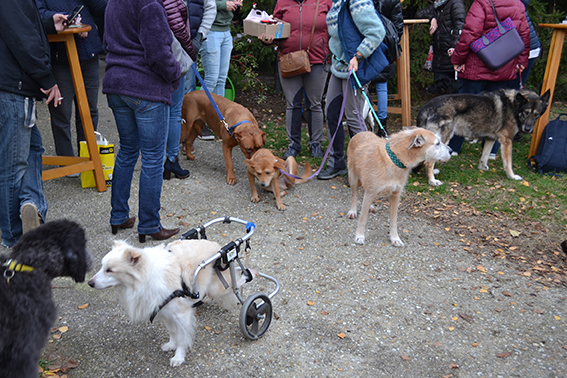 Animal Hope Adventmarkt