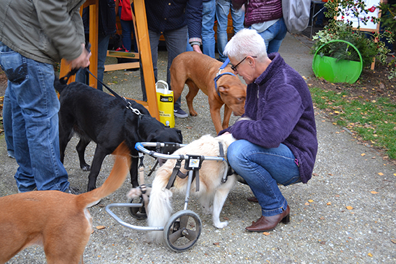 Animal Hope Adventmarkt