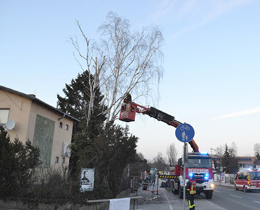 Club Birke Schnitt